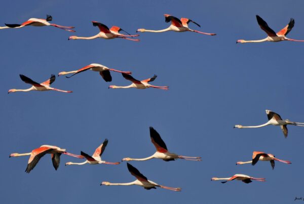 flamencs al delta